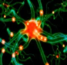 A picture of neurons in the brain.